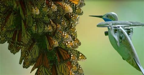 rare monarch butterfly swarm footage from breathtaking pov