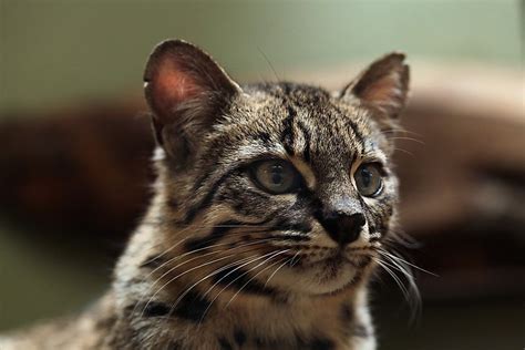 the eight cat species of the leopardus genus worldatlas