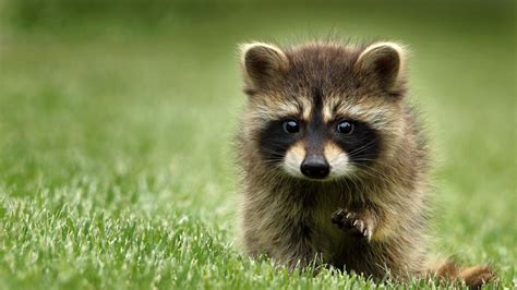 cute raccoon backiee