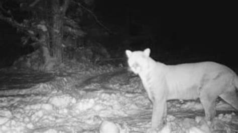 Morning 4 A Look At Recent Confirmed Cougar Sightings In Michigan