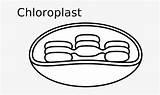 Chloroplast Unlabeled sketch template
