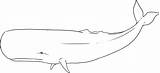 Whale Pages sketch template