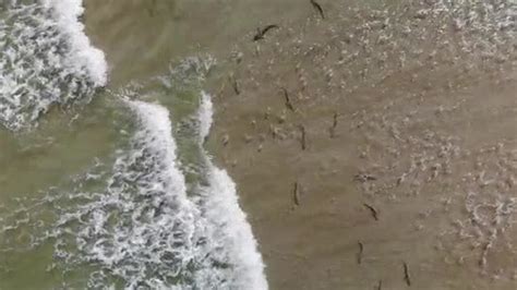 video drone captures aerial view  sharks  fla beach