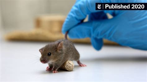 lab animals   fight coronavirus   york times