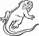 Coloring Lizard Iguana Animals sketch template