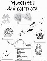 Tracks Printable Animals Forest Kindergarten sketch template