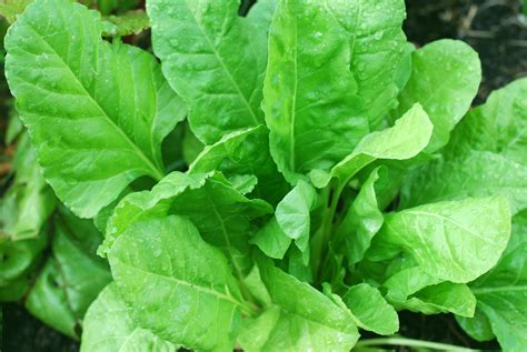 leafy spinach   health benefits