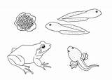 Life Coloring Cycle Frog Pages Plant Clipart Sheets Comments Lifecycle Library sketch template
