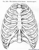 Thorax Cage Skeleton Rib Thoracic Torácica Skull sketch template