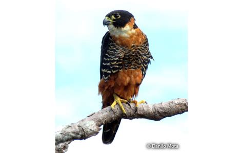orange breasted falcon