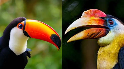 toucans long beak