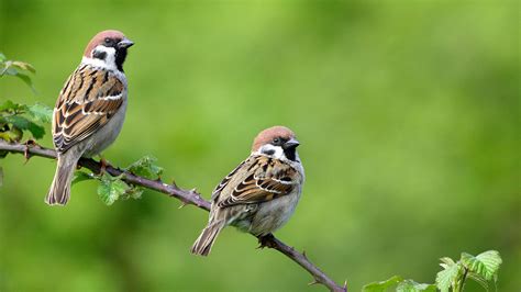 tree sparrow passer montanus woodland trust