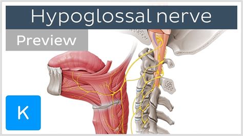 hypoglossal nerve   branches preview human neuroanatomy