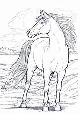 Cavallo Cavalli Disegnidacolorareperadulti sketch template