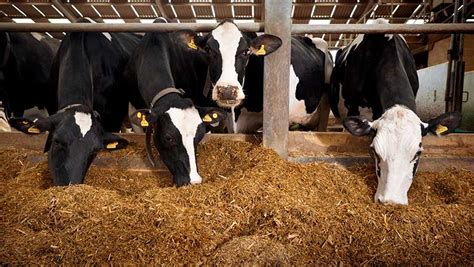 dairy farms race  stay   rising production costs farmers weekly