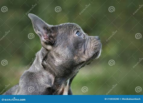good   healthy brachycephalic french bulldog dog  long nose  side profile view