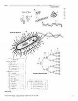 Taxonomy Eubacteria sketch template