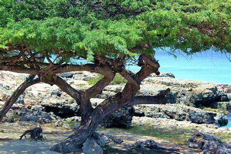 aruba beach tree photograph  robert wilder jr fine art america