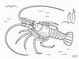 Lobster Langosta Hummer Aragosta Mediterranean Homard Langouste Europea Mittelmeer Coloriages Colorier Supercoloring Realiste Reptiles Crostacei Kategorien Bogavante sketch template