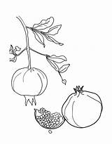 Pomegranate Garnet sketch template