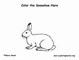 Hare Snowshoe Coloring Exploringnature sketch template