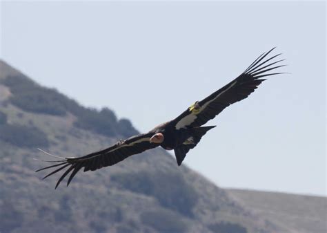 friends  california condors wild