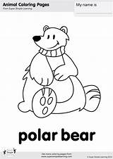 Bear Polar Coloring Pages Worksheets Simple Super Kindergarten Flashcards Excellent Flashcard Esl Entitlementtrap sketch template