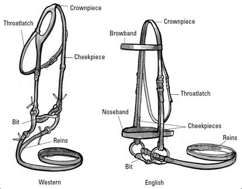parts   bridle diagram
