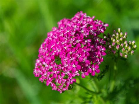 pink flowers  blooming   green grass