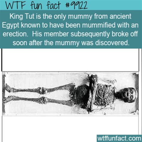 wtf fun facts page 354 of 1408 funny interesting and weird facts