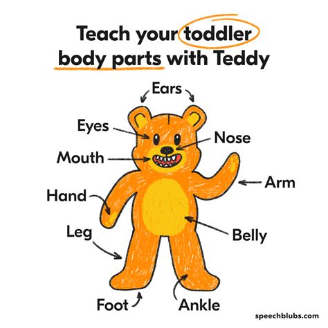fun easy ways  teach body parts  toddlers speech blubs