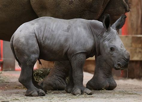 super cute   baby rhino bruce reckon talk