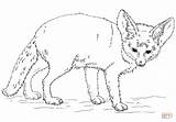 Fennec Fox Coloring Pages Drawing Printable Eared Bat Color Drawings sketch template