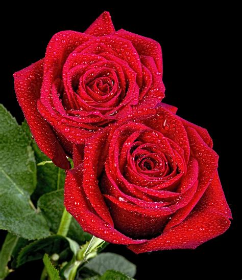 Dos Rosas Hermosas Rosas Rojas Hermosas Rosa Roja Rosas