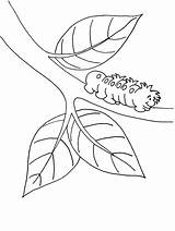 Caterpillar Coloring Pages Printable Color Insects Kids Template Colouring Caterpillars Hungry Clipart Duck Hunting Sheets Very Print Book Own Popular sketch template