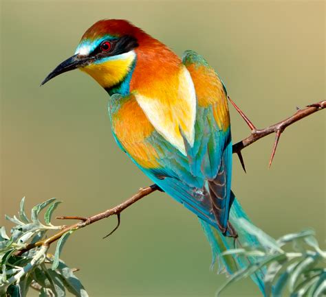Discover The World S Most Beautiful Exotic Birds