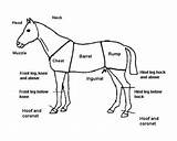 Horse Parts Body Sketch Worksheet Description Showing Coloring Template Names sketch template