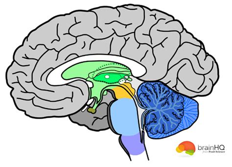 brain diagram unlabeled clipart