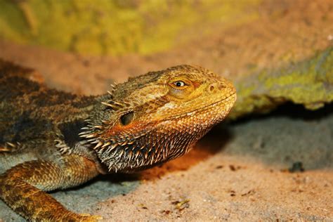 top   common types  pet lizards pets  animals tips