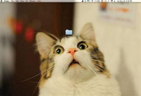 funny wallpapers you need to make your new desktop background