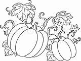 Pumpkin Plant Drawing Pumpkins Harvest Vector Vines Outline Plants Drawings Para Colorear Creepers Calabazas Dibujos sketch template