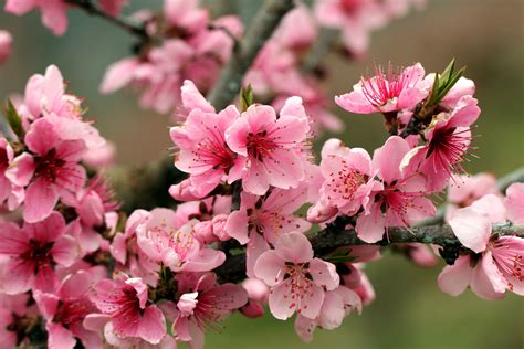 apple tree bright spring pink flowers petals blossoms tender