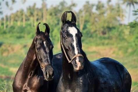 indian horse breeds including famous polo pony horses foals