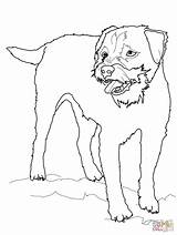 Terrier Ausmalbilder Russel Kleurplaat Ausmalbild Russell Supercoloring Malvorlage Puppy Bull Dogs Griffon sketch template