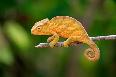 chameleons types characteristics
