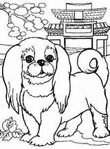 Pekingese Dog Coloring Colouring Drawing Pages sketch template