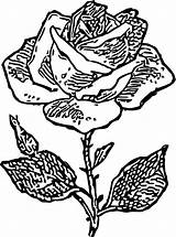 Coloring Rose Drawing Wecoloringpage sketch template