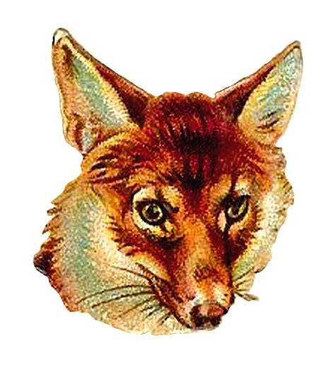 antique images digital fox clip art   animal portrait