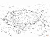 Lizard Horned Toad Malvorlage Getdrawings sketch template