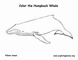 Humpback Whale Coloring sketch template